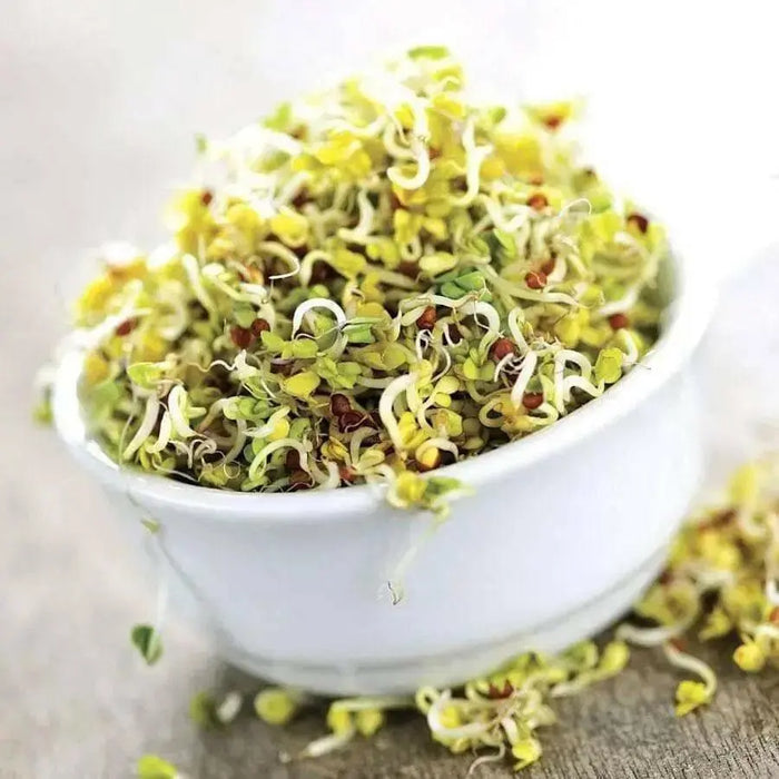 Alfalfa Sprouting Seeds ,Enjoy The Various Benefits of This Miracle Seed ! - Caribbean garden seed