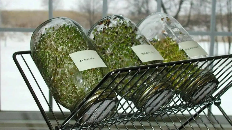 Alfalfa Sprouting Seeds ,Enjoy The Various Benefits of This Miracle Seed ! - Caribbean garden seed