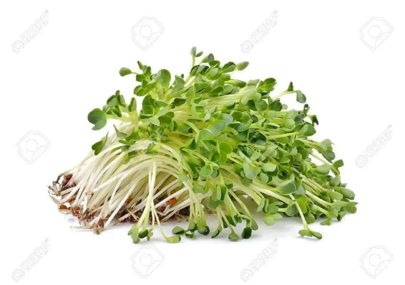 Alfalfa Sprouting Seeds ,Enjoy The Various Benefits of This Miracle Seed ! - Caribbean garden seed
