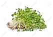 Alfalfa Sprouting Seeds ,Enjoy The Various Benefits of This Miracle Seed ! - Caribbean garden seed