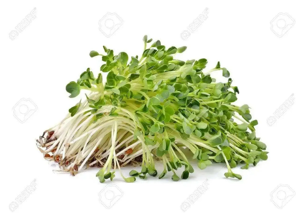 Alfalfa Sprouting Seeds ,Enjoy The Various Benefits of This Miracle Seed ! - Caribbean garden seed