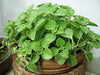 Ajwain HERB Seeds -.perennial herb - Caribbean garden seed