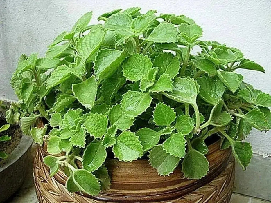 Ajwain HERB Seeds -.perennial herb - Caribbean garden seed
