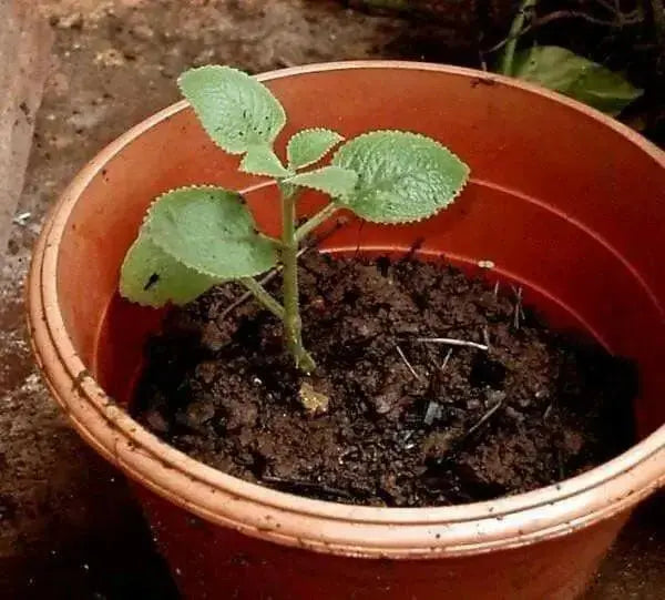 Ajwain HERB Seeds -.perennial herb - Caribbean garden seed