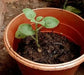 Ajwain HERB Seeds -.perennial herb - Caribbean garden seed