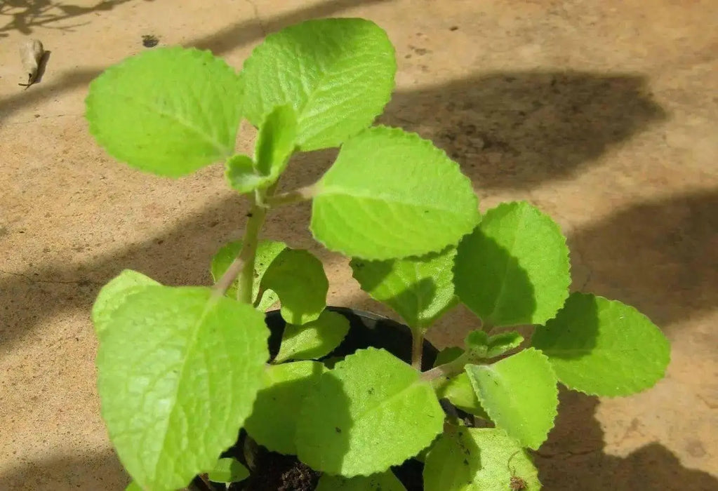 Ajwain HERB Seeds -.perennial herb - Caribbean garden seed