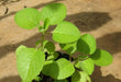 Ajwain HERB Seeds -.perennial herb - Caribbean garden seed