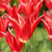 Aladdin Lily Tulip BULBS, Bloom Late Spring - Caribbean garden seed