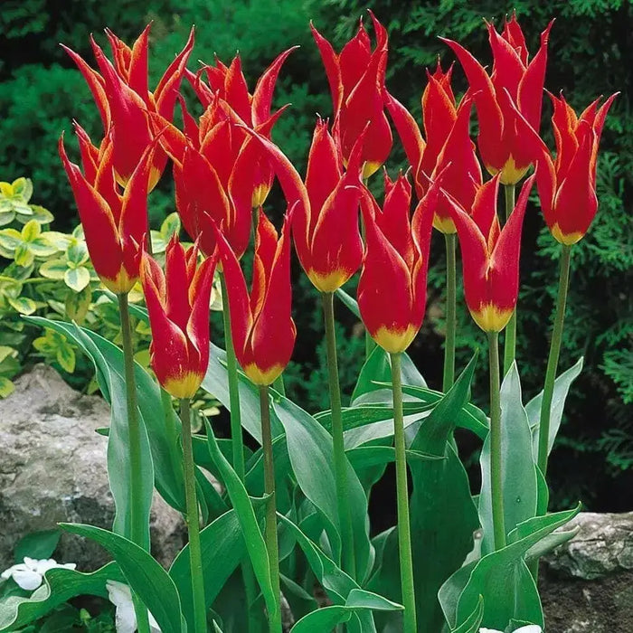 Aladdin Lily Tulip BULBS, Bloom Late Spring - Caribbean garden seed