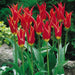 Aladdin Lily Tulip BULBS, Bloom Late Spring - Caribbean garden seed