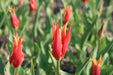 Aladdin Lily Tulip BULBS, Bloom Late Spring - Caribbean garden seed