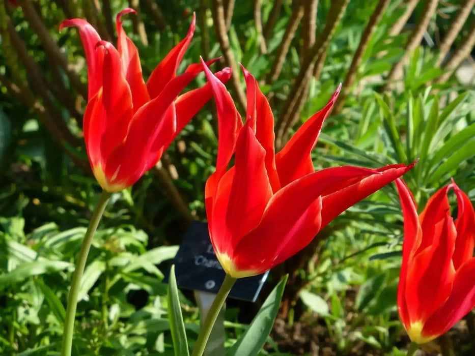 Aladdin Lily Tulip BULBS, Bloom Late Spring - Caribbean garden seed