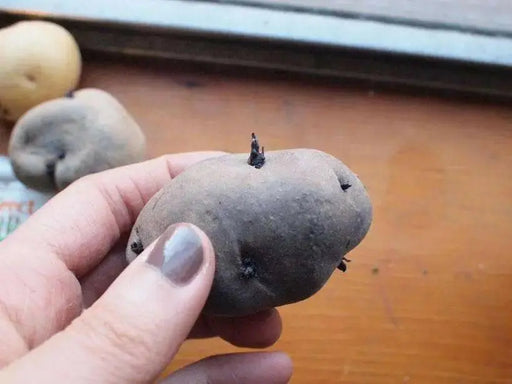 All Blue potato ,Speciality Potato, Retained Color while cooking. High in antioxidants.. - Caribbean garden seed