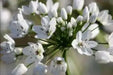 Allium Cowanii Bulbs, White flowers, - Caribbean garden seed