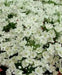 Allium Cowanii Bulbs, White flowers, - Caribbean garden seed