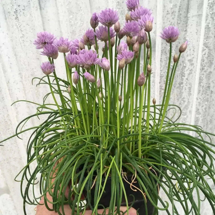 ALLIUM CHIVETTE (BAREROOT/plant) PERENNIAL FLOWERS - Caribbean garden seed