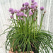 ALLIUM CHIVETTE (BAREROOT/plant) PERENNIAL FLOWERS - Caribbean garden seed