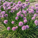 ALLIUM CHIVETTE (BAREROOT/plant) PERENNIAL FLOWERS - Caribbean garden seed