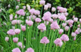 ALLIUM CHIVETTE (BAREROOT/plant) PERENNIAL FLOWERS - Caribbean garden seed