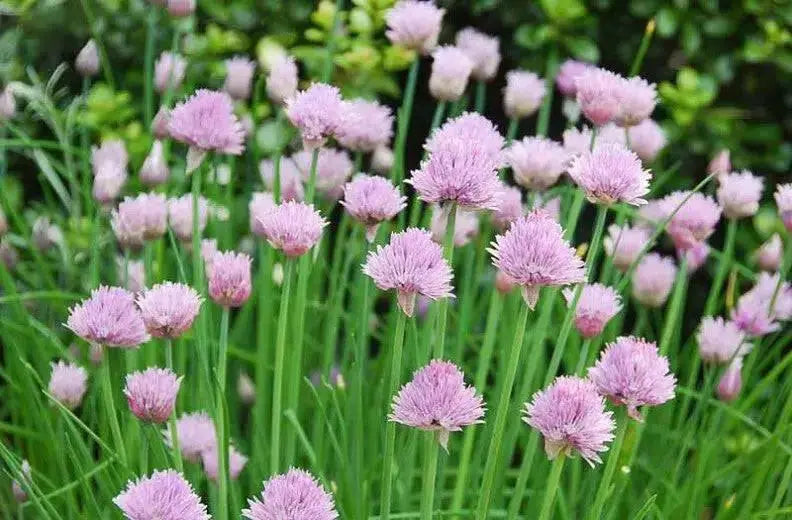 ALLIUM CHIVETTE (BAREROOT/plant) PERENNIAL FLOWERS - Caribbean garden seed