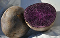 ALL BLUE POTATO Seeds ,Excellent yields and flavor - Caribbean garden seed