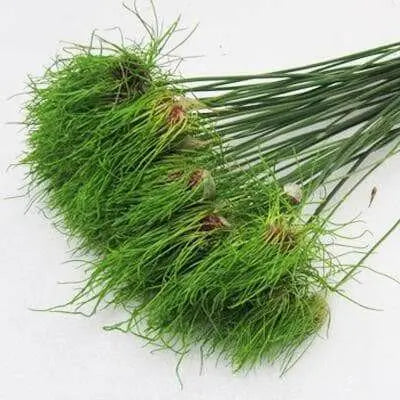 Allium BULBS -"Allium Hair" Perennials ,Returns year after year - Caribbean garden seed