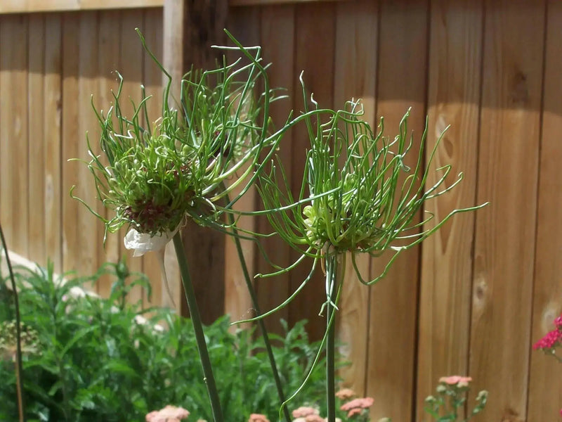 Allium BULBS -"Allium Hair" Perennials ,Returns year after year - Caribbean garden seed