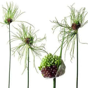 Allium BULBS -"Allium Hair" Perennials ,Returns year after year - Caribbean garden seed