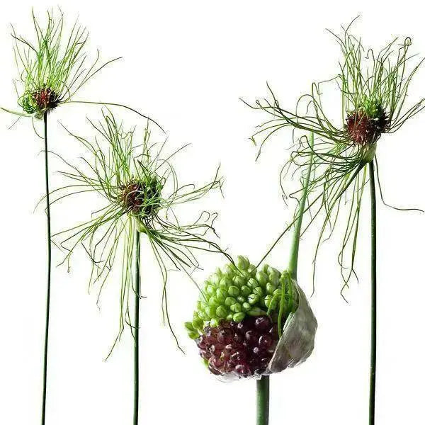 Allium BULBS -"Allium Hair" Perennials ,Returns year after year - Caribbean garden seed