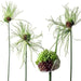 Allium BULBS -"Allium Hair" Perennials ,Returns year after year - Caribbean garden seed