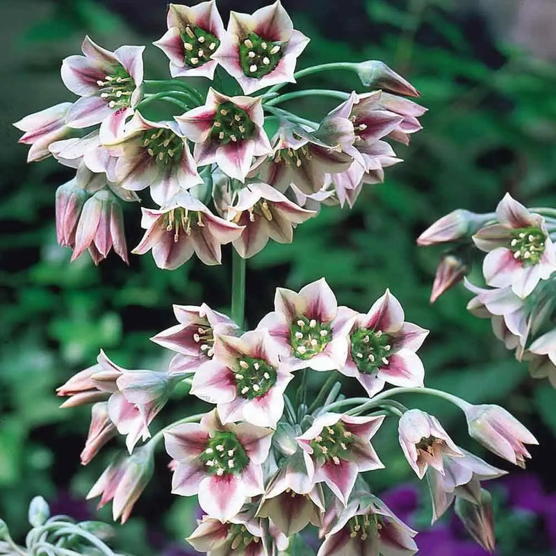 Allium Bulgaricum Flowers Bulbs  (Summer Bells) - Caribbean garden seed