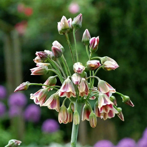 Allium Bulgaricum Flowers Bulbs  (Summer Bells) - Caribbean garden seed