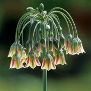 Allium Bulgaricum Flowers Bulbs  (Summer Bells) - Caribbean garden seed