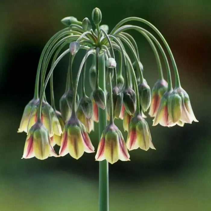 Allium Bulgaricum Flowers Bulbs  (Summer Bells) - Caribbean garden seed