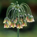 Allium Bulgaricum Flowers Bulbs  (Summer Bells) - Caribbean garden seed