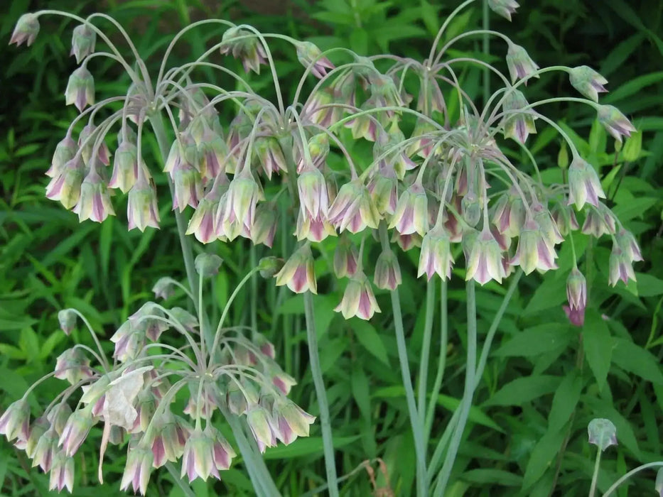 Allium Bulgaricum Flowers Bulbs  (Summer Bells) - Caribbean garden seed