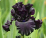 All Night Long' Bearded Iris, ( RHIZOME) Bareroot Plant - Caribbean garden seed