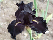 All Night Long' Bearded Iris, ( RHIZOME) Bareroot Plant - Caribbean garden seed