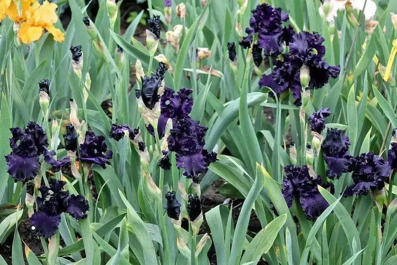 All Night Long' Bearded Iris, ( RHIZOME) Bareroot Plant - Caribbean garden seed