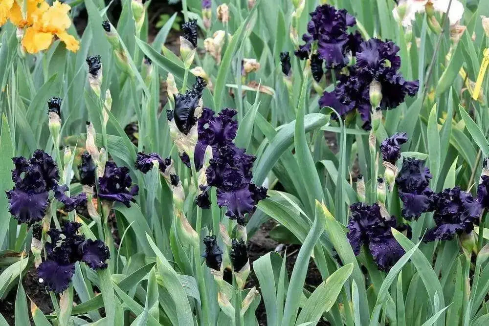 All Night Long' Bearded Iris, ( RHIZOME) Bareroot Plant - Caribbean garden seed