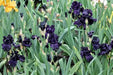 All Night Long' Bearded Iris, ( RHIZOME) Bareroot Plant - Caribbean garden seed