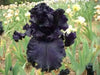 All Night Long' Bearded Iris, ( RHIZOME) Bareroot Plant - Caribbean garden seed