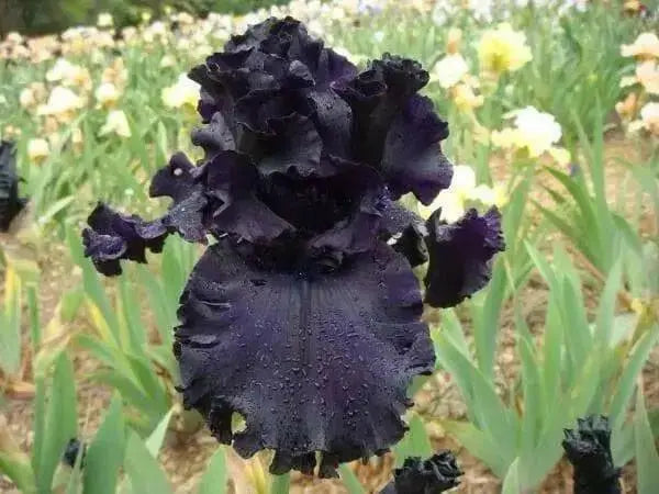 All Night Long' Bearded Iris, ( RHIZOME) Bareroot Plant - Caribbean garden seed