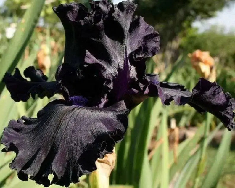 All Night Long' Bearded Iris, ( RHIZOME) Bareroot Plant - Caribbean garden seed