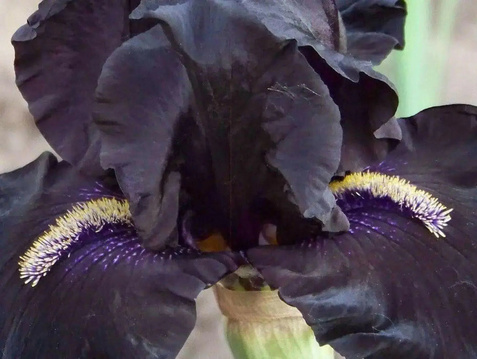 All Night Long' Bearded Iris, ( RHIZOME) Bareroot Plant - Caribbean garden seed