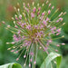 Allium Bulbs - SCHUBERTII, Perennials FLOWERS BULBS - Caribbean garden seed