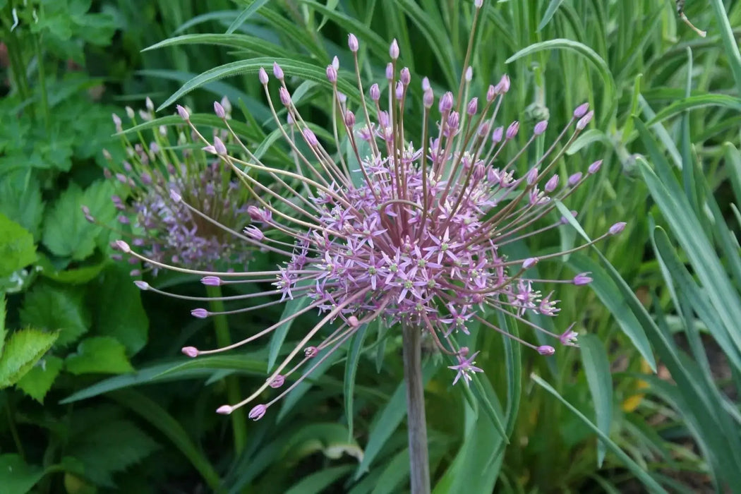 Allium Bulbs - SCHUBERTII, Perennials FLOWERS BULBS - Caribbean garden seed
