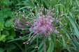 Allium Bulbs - SCHUBERTII, Perennials FLOWERS BULBS - Caribbean garden seed