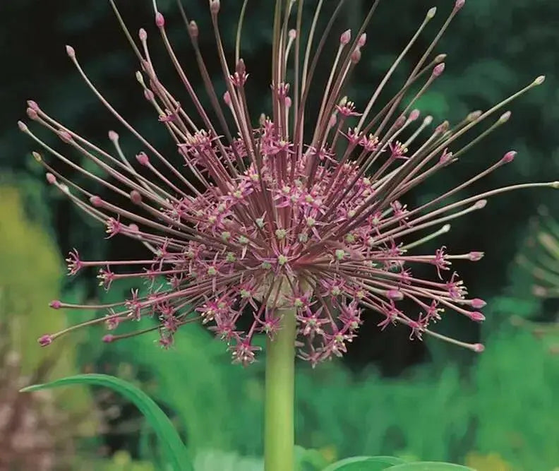 Allium Bulbs - SCHUBERTII, Perennials FLOWERS BULBS - Caribbean garden seed