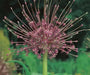 Allium Bulbs - SCHUBERTII, Perennials FLOWERS BULBS - Caribbean garden seed